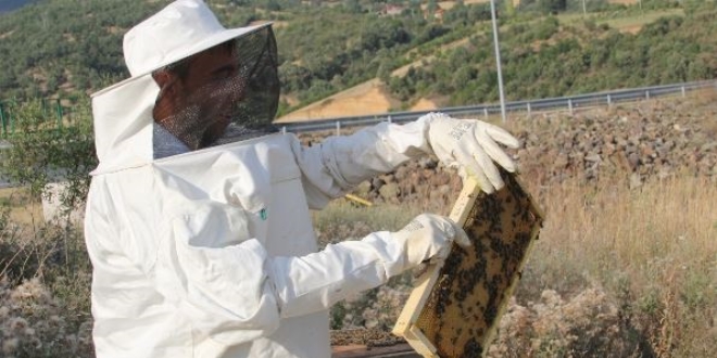 Akda� bal�, Anzer bal�na rakip