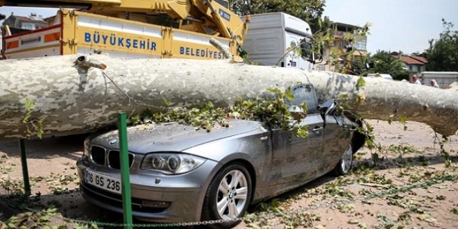 190 y�ll�k ��nar, l�ks arabay� hurdaya �evirdi