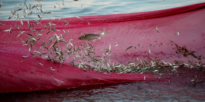 Bal�k��lar bu bal��a av yasa�� getirilmesini istiyor