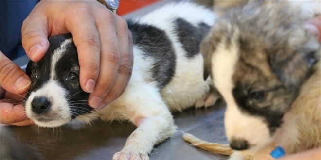 �nce �ifaya sonra s�cak yuvaya kavu�uyorlar