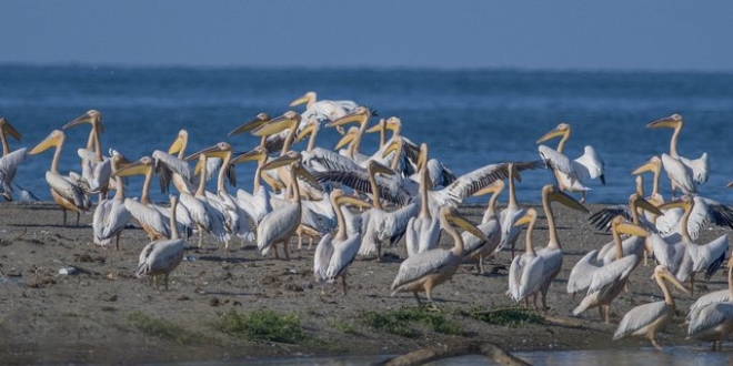 Ku�lar�n g�� tela�� ba�lad�