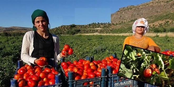 Karacabey Ovası'nda domates hasadı başladı