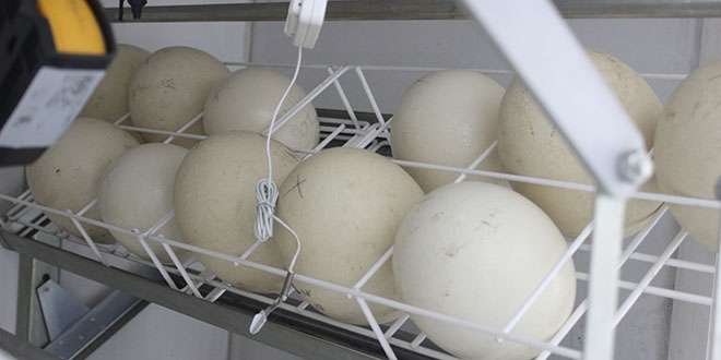 1,5 ayda yumurtadan kyor, 500 liradan alc buluyor