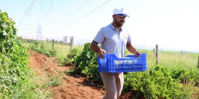 Şanlıurfa'da, organik meyveler yoksula dağıtılıyor