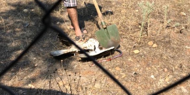 K�rekle �ahin �ld�ren �ahsa 10 bin TL para cezas�