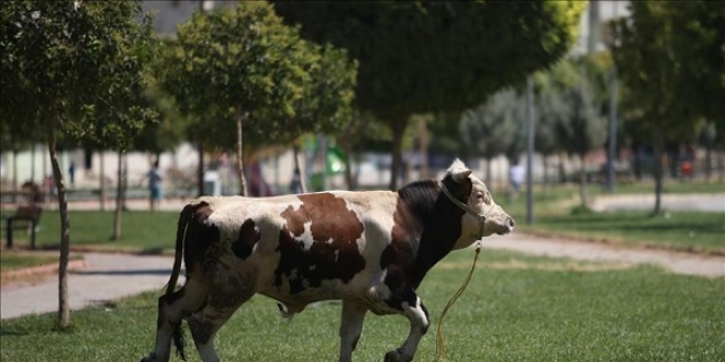 �BB'nin kurban yakalama timleri g�reve haz�r