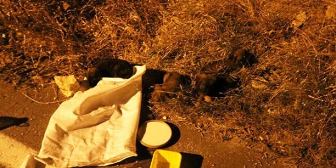 Vicdans�zlar! Yavru k�pekleri �uvala koyup �l�me terk ettiler