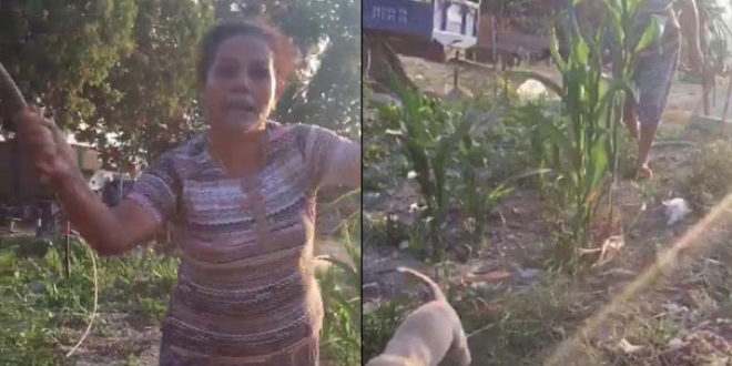 Yavru köpekleri odunla döven kadın gözaltına alındı