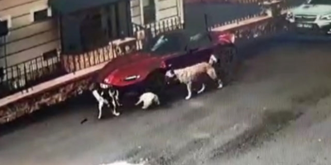 Köpekler lüks otomobili parçaladı