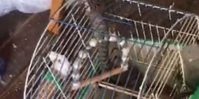 Eve giren y�lan, kafesteki muhabbet ku�unu yedi