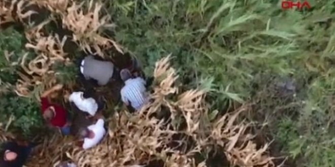 Cezaevi firarisi sakland��� m�s�r tarlas�nda drone ile yakaland�