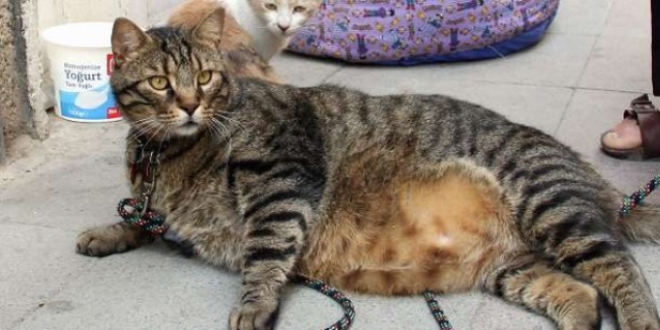 19 kiloluk kedi veteriner gzetiminde zayflayacak