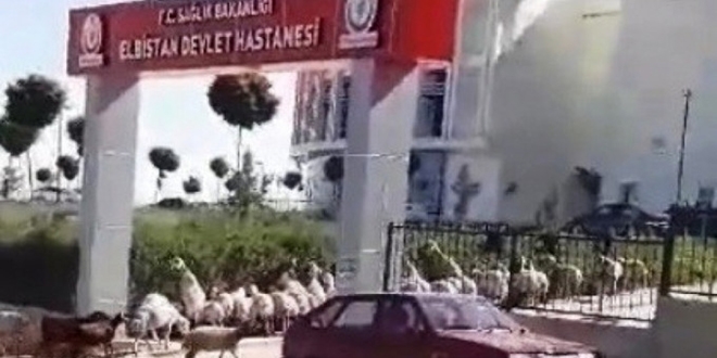 Koyunlar hastane bahçesini bastı