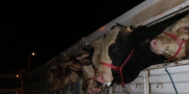 �lk kurbanl�klar �stanbul'a geldi