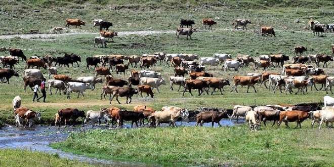 Kurbanlıklar yola çıkarıldı