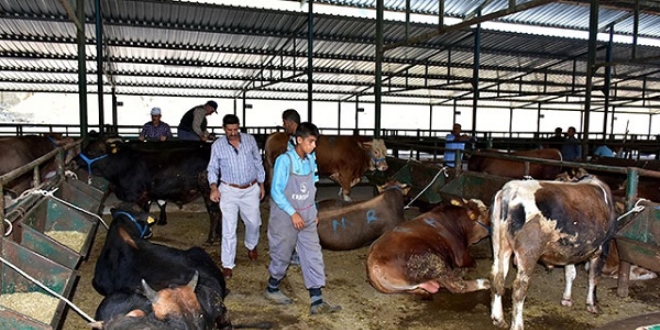 Kurbanl�k sat�c�lar� dar zamandan ve padok fiyatlar�ndan yak�nd�