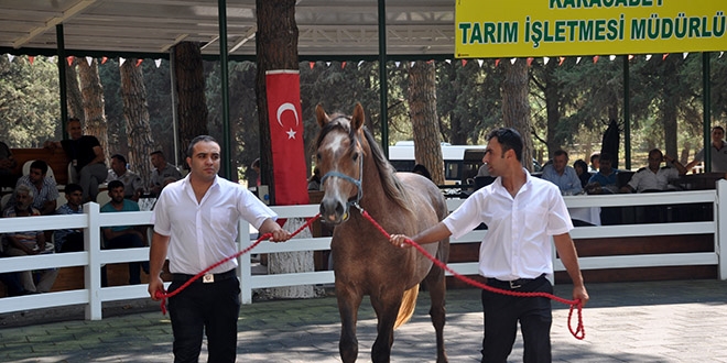 TİGEM, taylardan 2,2 milyon lira gelir elde etti