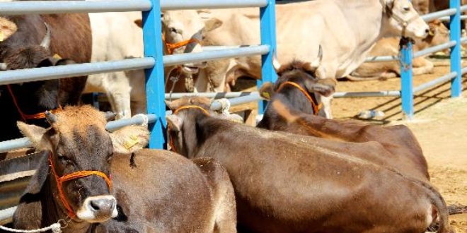 Ziraat Odaları Birliği Başkanı kurbanlık fiyatlarını açıkladı
