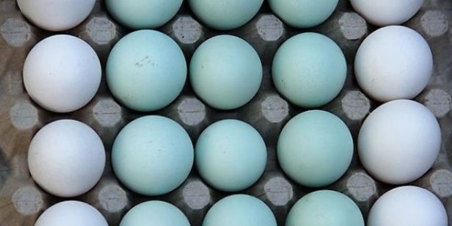 Mavi yumurtaya talep artyor