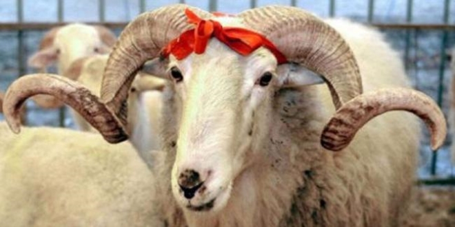 Kurbanl�klarda 'sa�l�k ve hijyen' uyar�s�