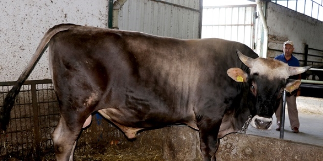 Edirne'de 1 tonluk 'Efe' 21 bin liraya sat�ld�