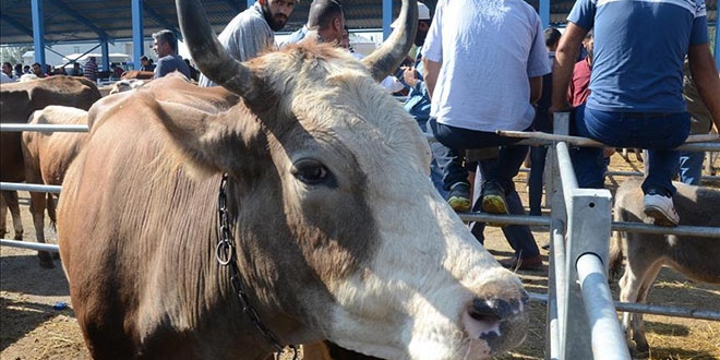 B�y�kba� kurbanl�k 7 bin liradan ba�l�yor