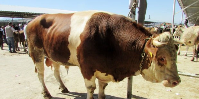 1 tonluk 'Gladyatör' adlı kurbanlık, 15 bin liraya satıldı