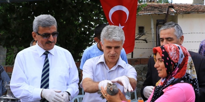 Keneye karşı beç tavuğu