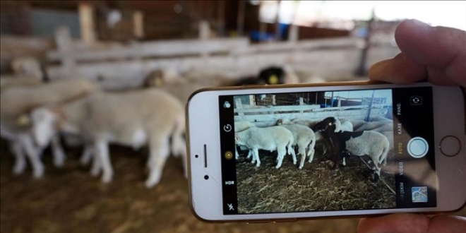 Kurbanlık hayvanları, akıllı telefon uygulamasıyla satıyor
