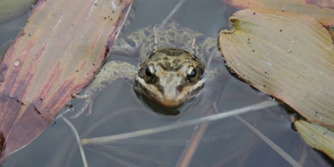 D�nyan�n �tmeyen tek kurba�as� Uluk��la g�llerinde