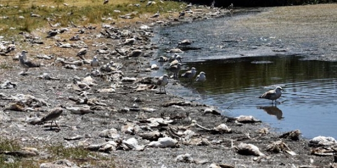 Van G�l�'ndeki bu g�r�nt� endi�e verici