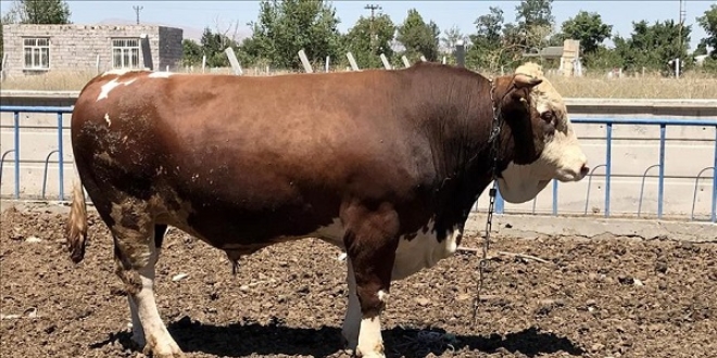 25 bin liral�k kurbanl�k bo�a al�c�s�n� bekliyor