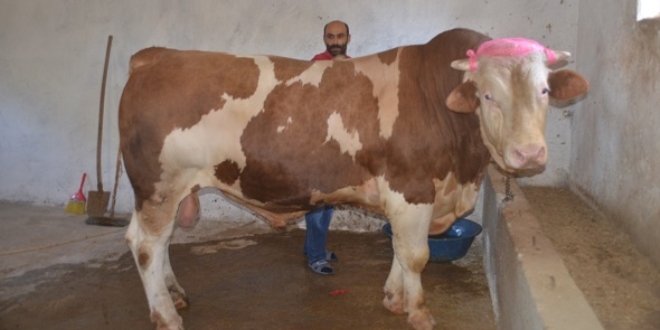 1,1 tonluk boğa 'Beşo' 19 bin liradan satışa çıkarıldı