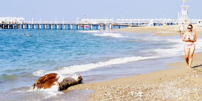 Antalya'da inek ölüsü sahile vurdu