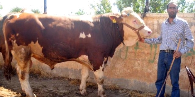 'Pehlivan' 40 'Pa�a' 25 bin liradan al�c� bekliyor