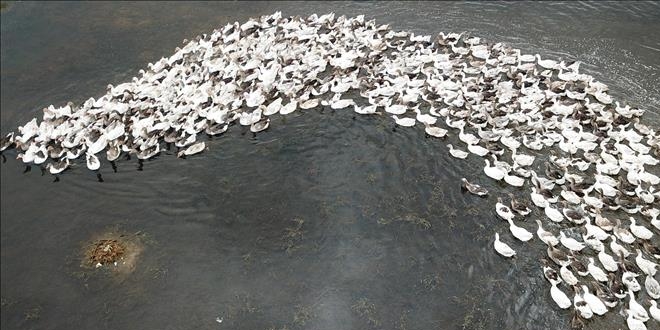 Kars kazı Çıldır Gölü'nün serin sularında