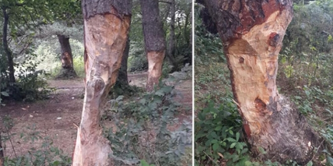 Çıra için, ağaçların gövdesini oydular