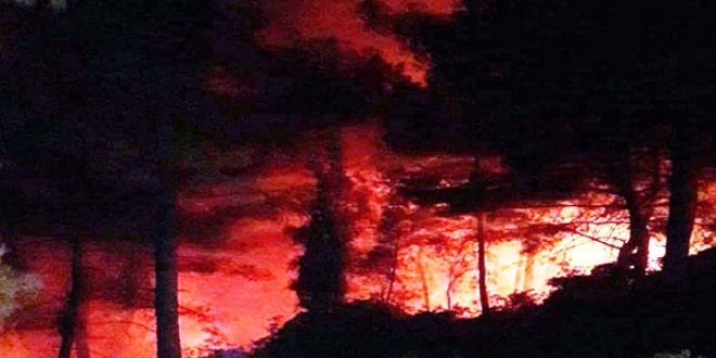 D���nde at�lan havai fi�ek orman� yakt�