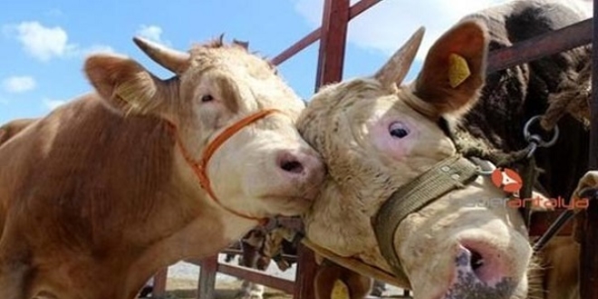 Uzman�ndan 'kurban kesimi' uyar�lar�