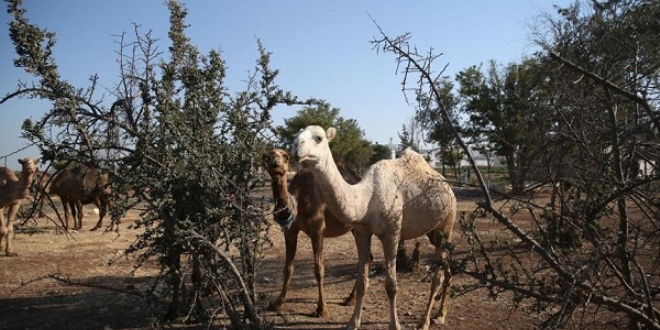 Kurbanlk develer alclarn bekliyor