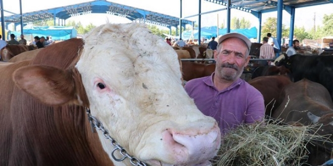 1,3 tonluk boğa 'Paşa' sahibini bekliyor