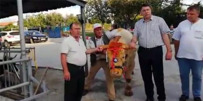 Cumhurbaşkanı Erdoğan'ın vekalet kurbanı Sakarya'da kesildi