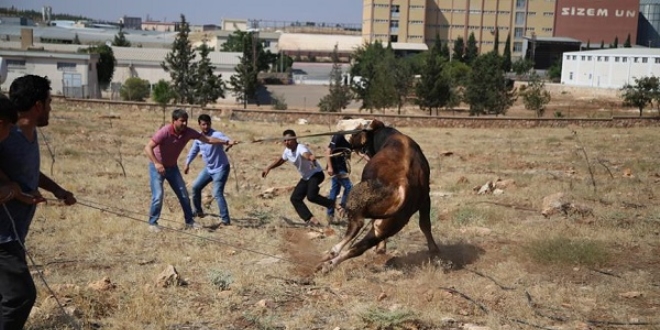 Kaçan kurbanlıklar zor anlar yaşattı