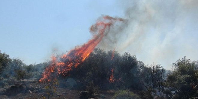 Bergama'da 8 hektar f�st�k �am� orman� yand�