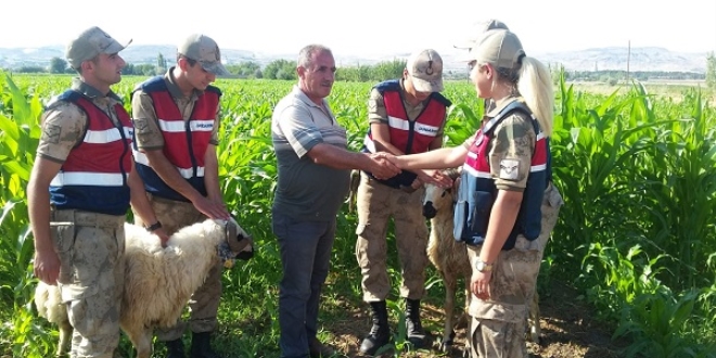 Ka�an kurbanl�klar� drone ile buldular