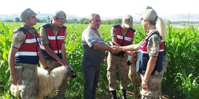 Kaybolan kurbanl�k jandarma taraf�ndan drone deste�iyle bulundu