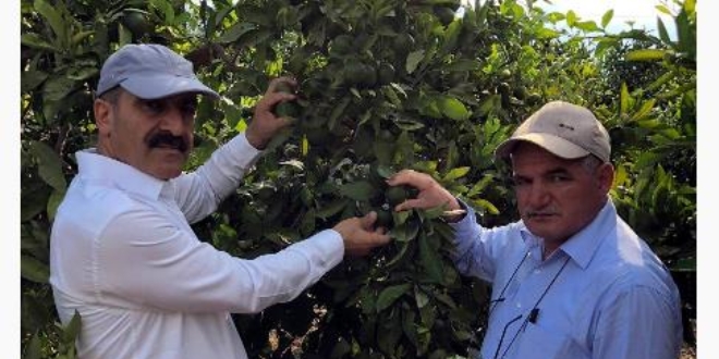 Narenciye �retiminde Akdeniz meyve sine�iyle m�cadelede destek