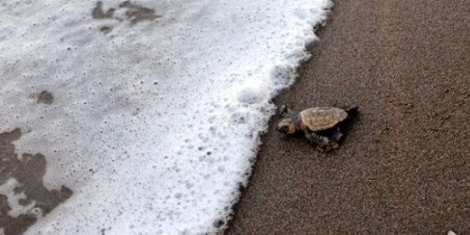 Caretta carettalarda sevindirici artış