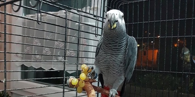 Papağanı bulana 2 bin lira ödül