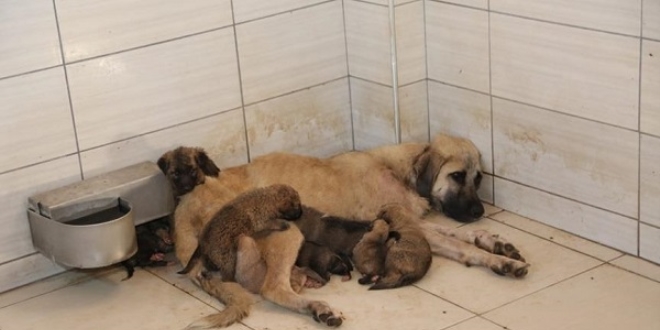 Sokağa terk edilen 4 yavru köpeğe başka bir köpek 'annelik' yaptı